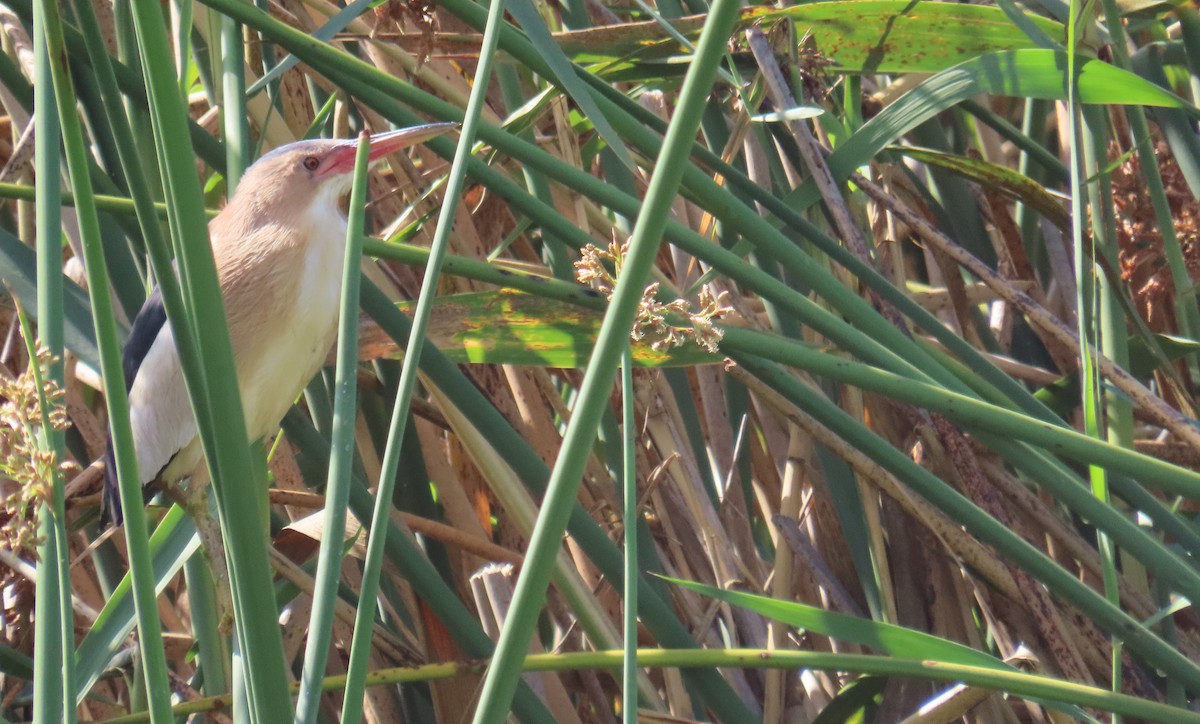 Little Bittern - ML614479008