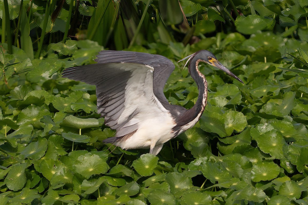 Tricolored Heron - ML614479019