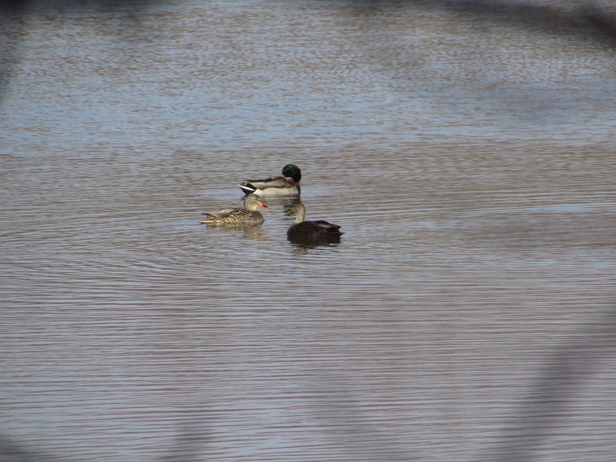 Canard noir - ML614479035