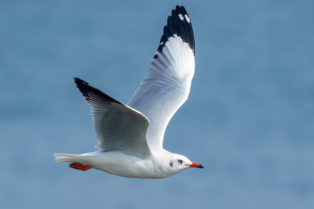 Brown-headed Gull - ML614479071