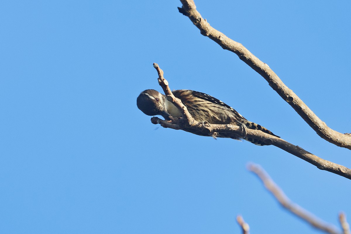 Japanese Pygmy Woodpecker - ML614479073