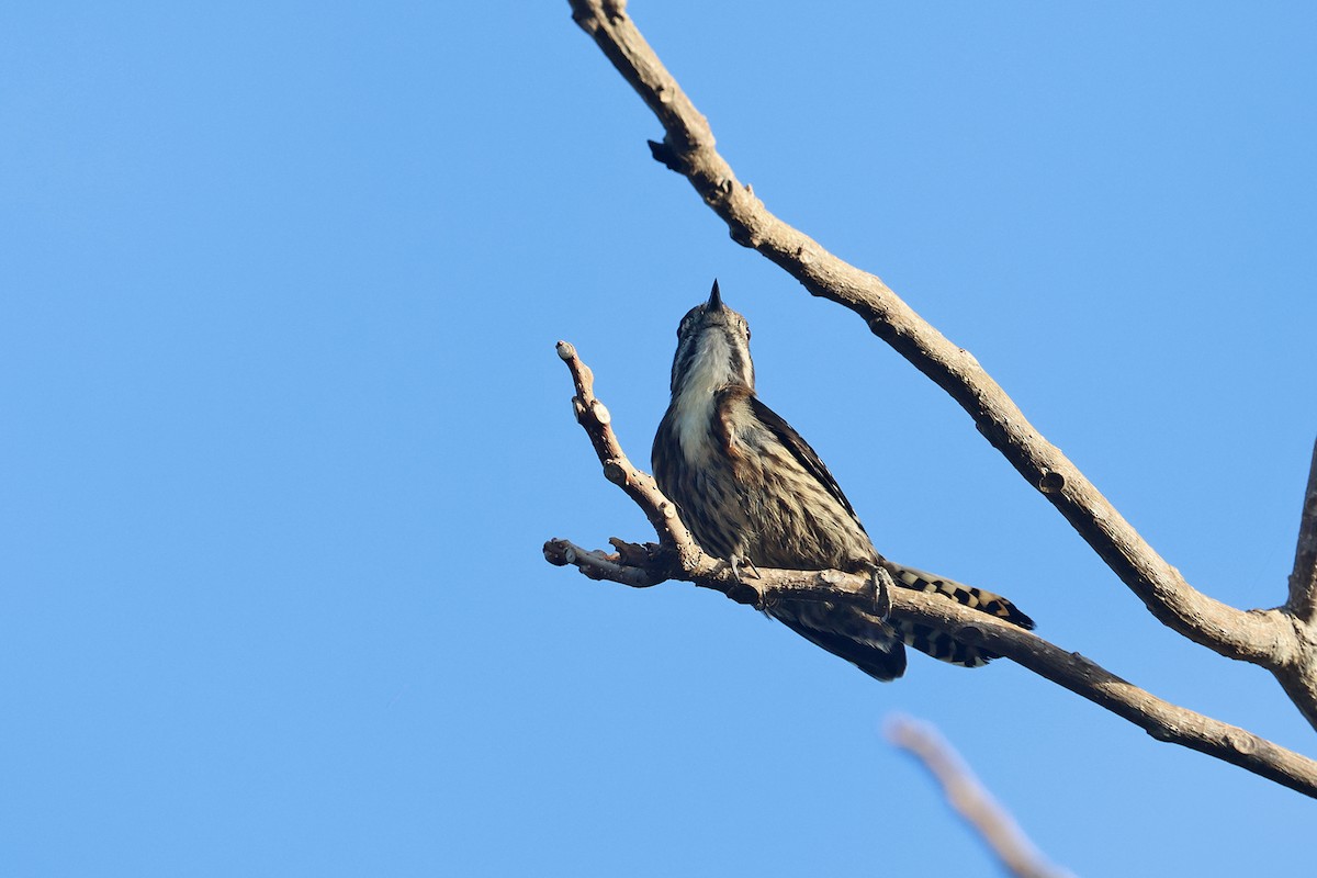 Japanese Pygmy Woodpecker - ML614479074