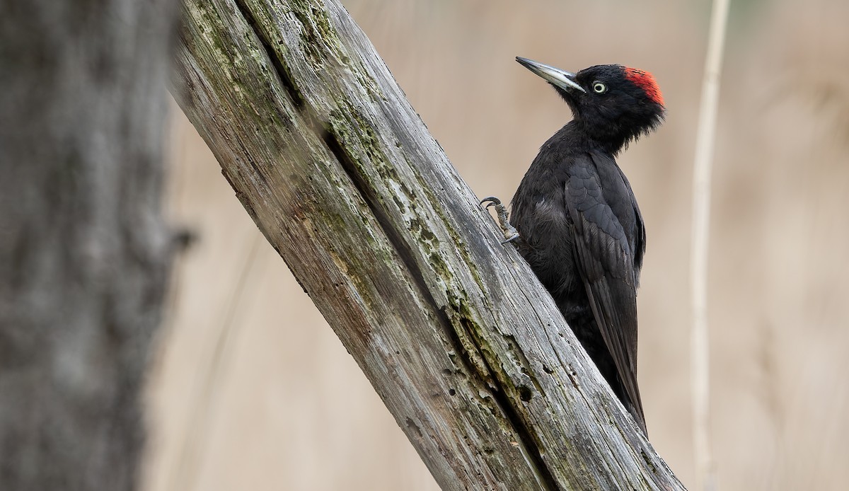 Black Woodpecker - ML614479088