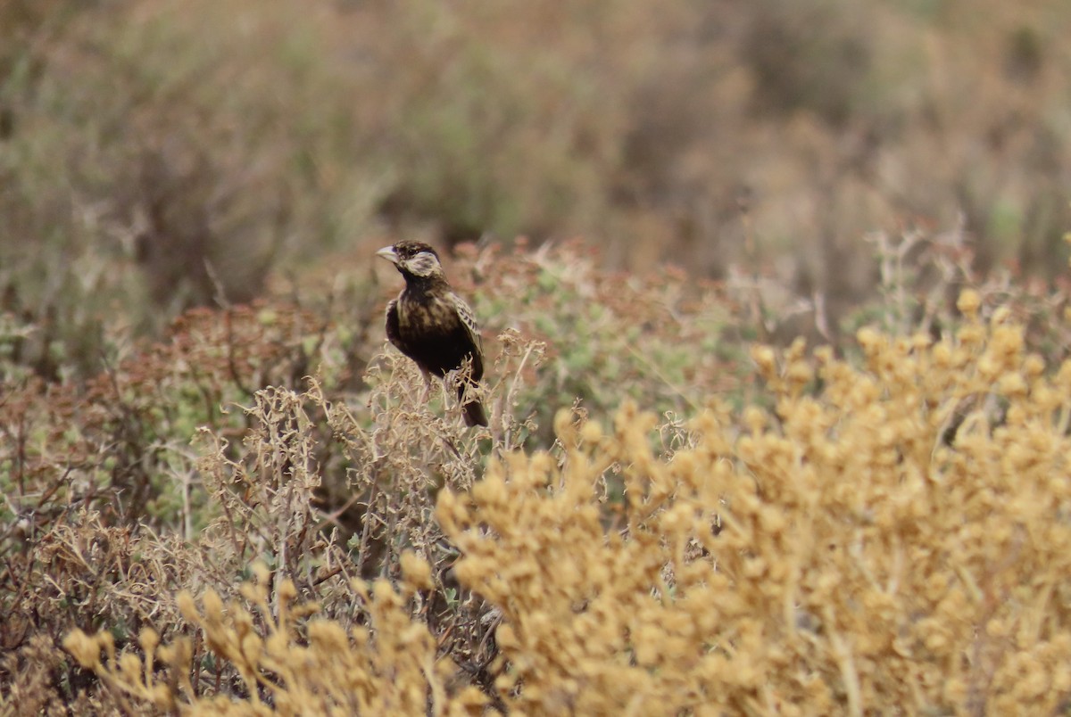 Gray-backed Sparrow-Lark - Nicholas Fordyce - Birding Africa