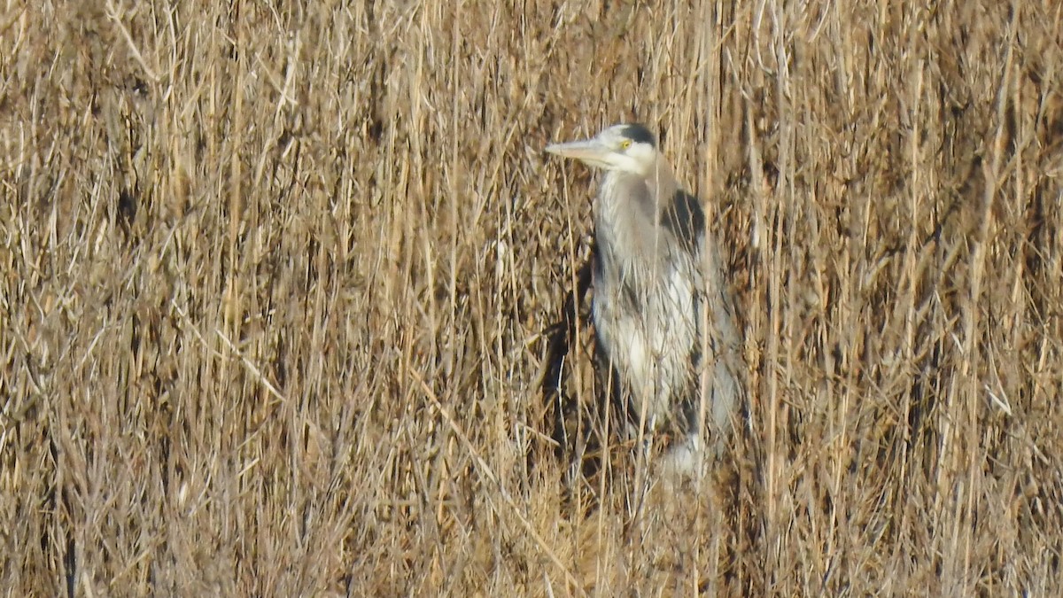 Great Blue Heron - ML614479170