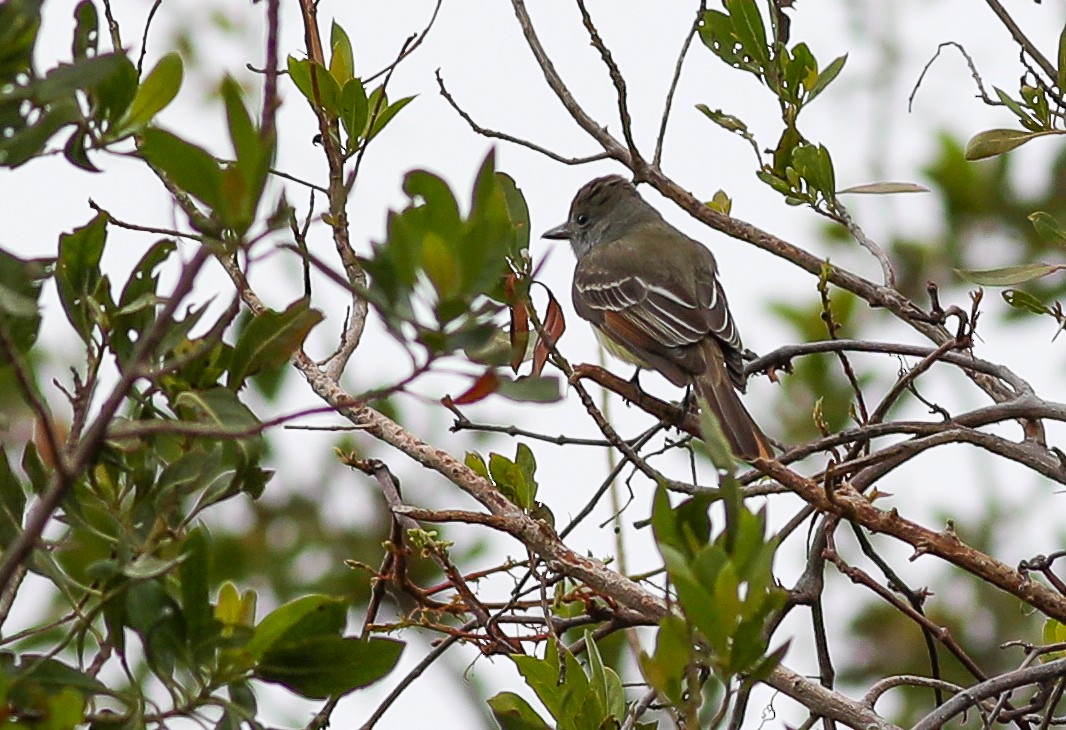 Great Crested Flycatcher - ML614479215