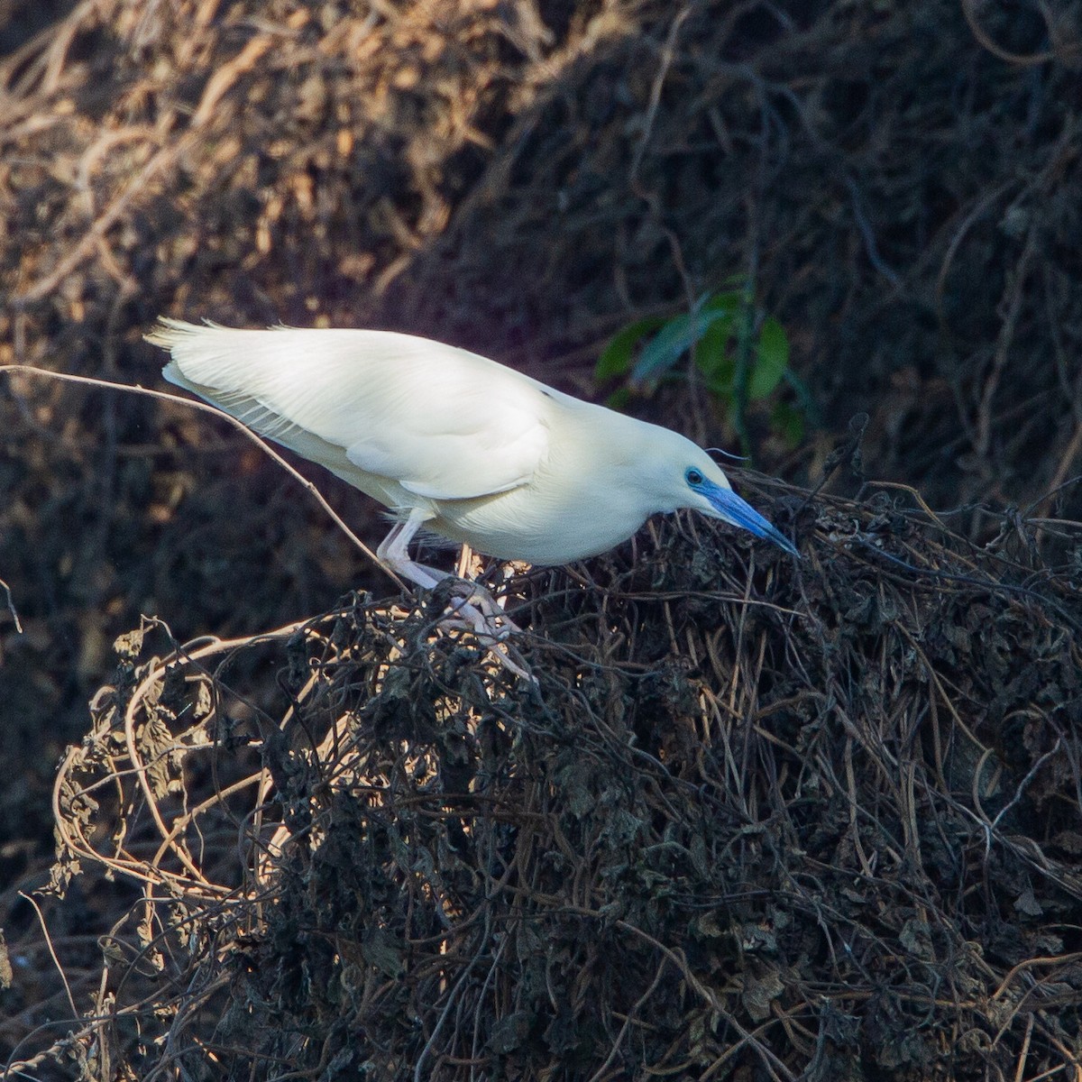 Malagasy Pond-Heron - Werner Suter