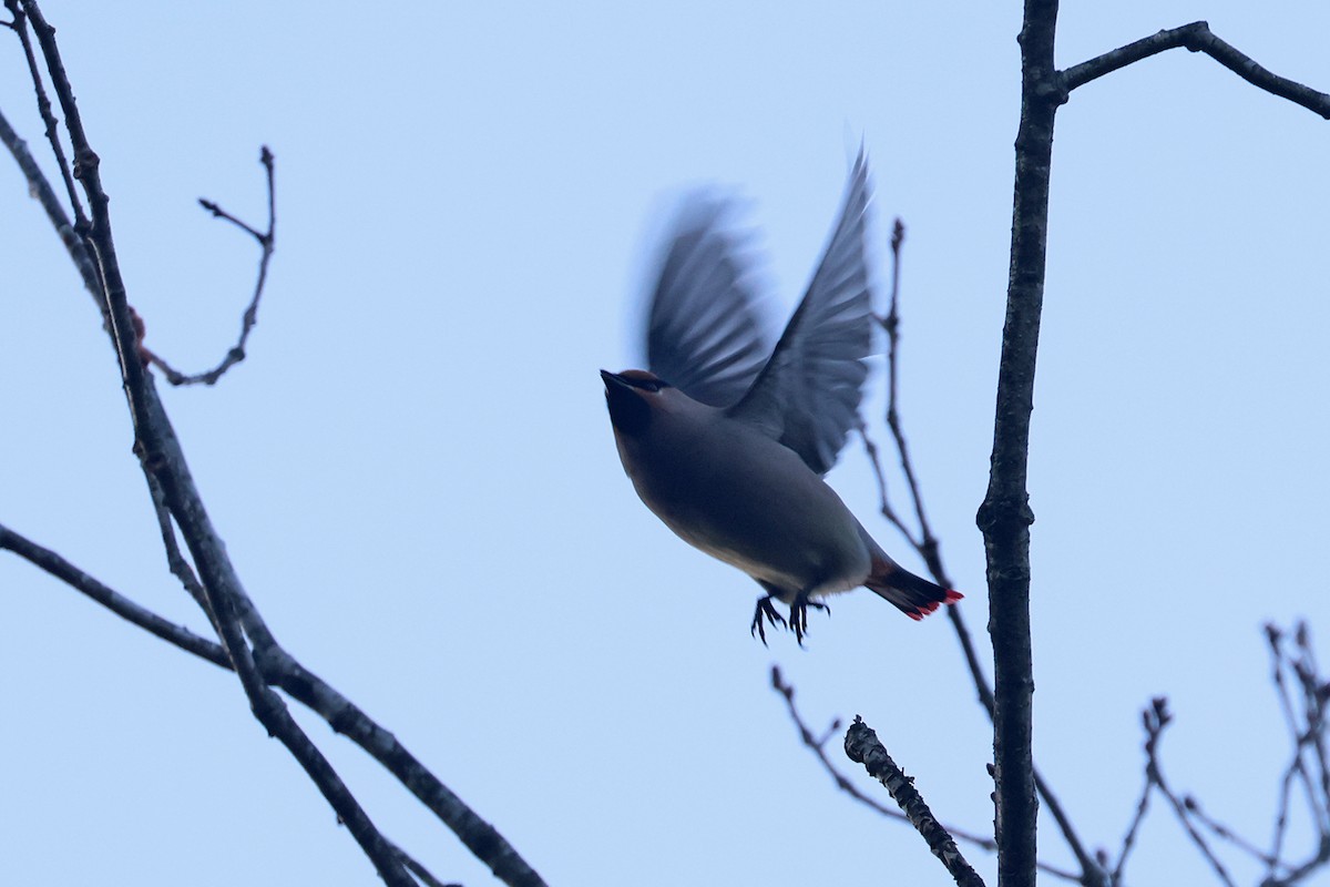 Japanese Waxwing - Charley Hesse TROPICAL BIRDING