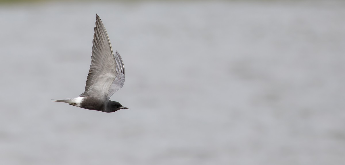 Black Tern (Eurasian) - ML614479270