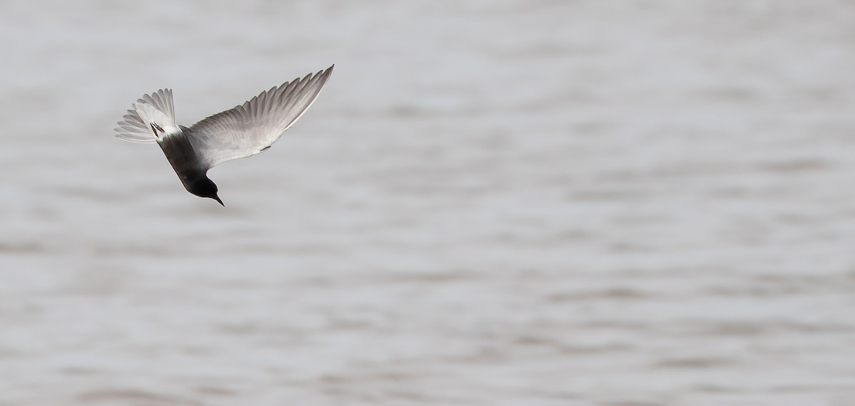 Black Tern (Eurasian) - Friedemann Arndt