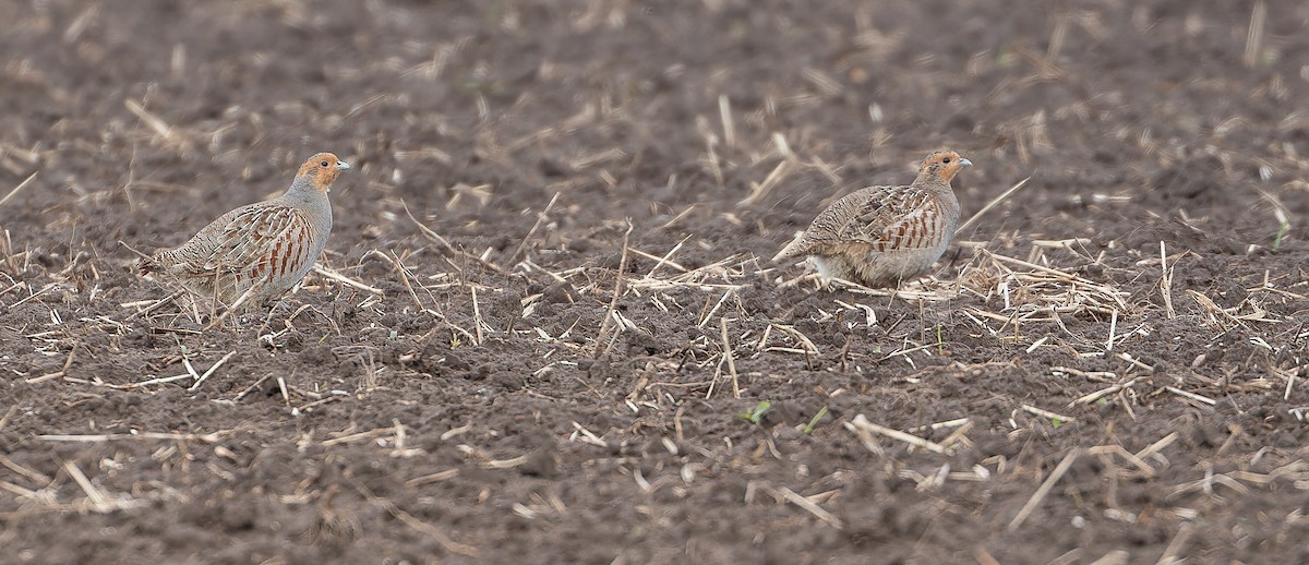 Gray Partridge - ML614479308