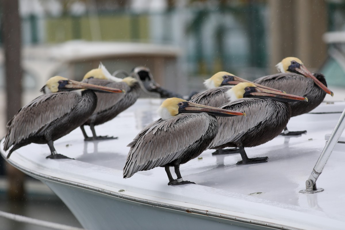 Brown Pelican - ML614479314