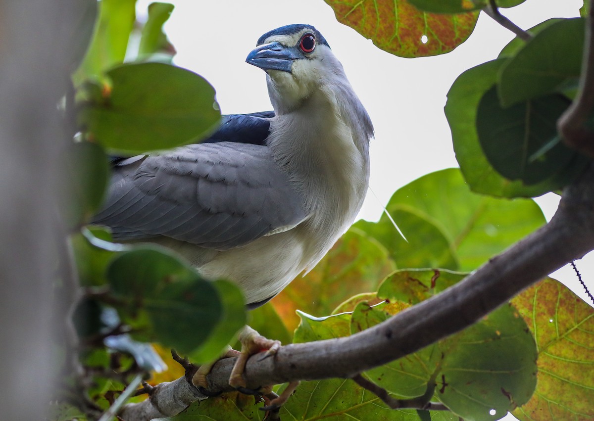 Black-crowned Night Heron - ML614479321