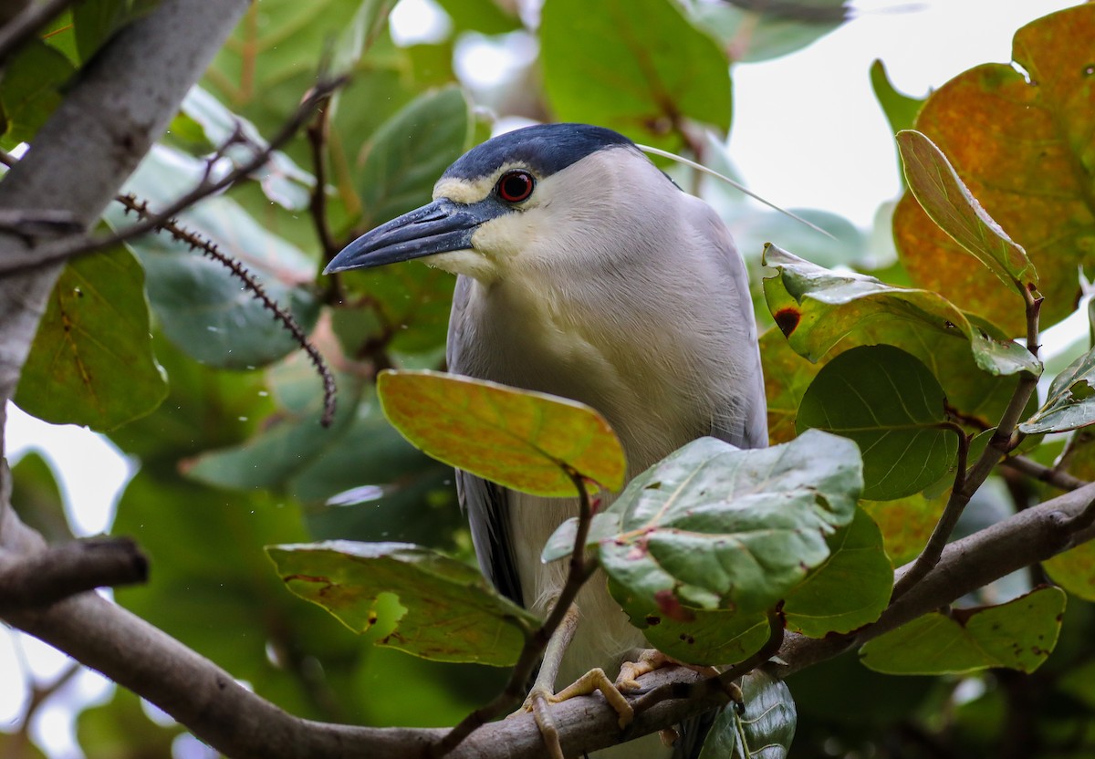 Black-crowned Night Heron - ML614479322