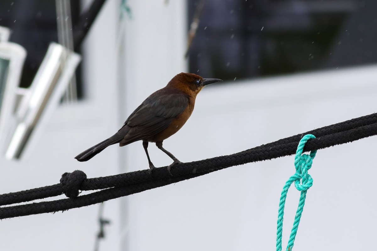 Boat-tailed Grackle - ML614479326