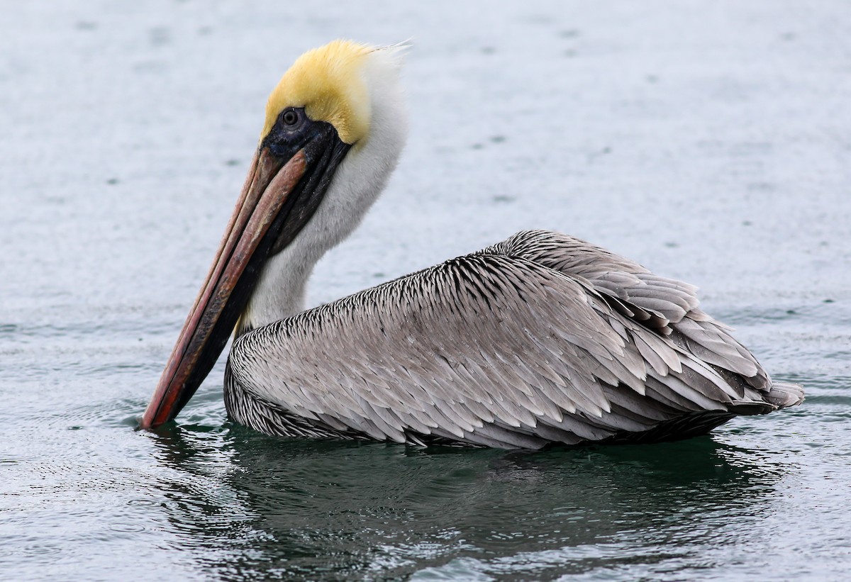 Brown Pelican - ML614479329