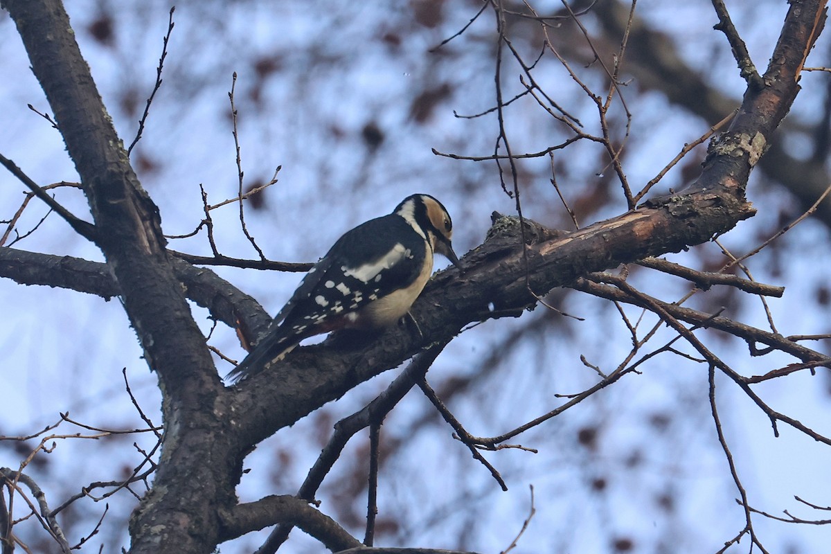 Great Spotted Woodpecker - ML614479340