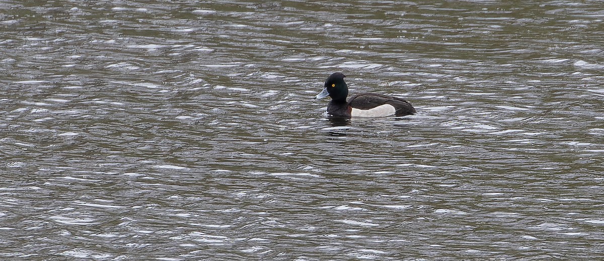 Ундар x Гэзэгт шумбуур (эрлийз) - ML614479350