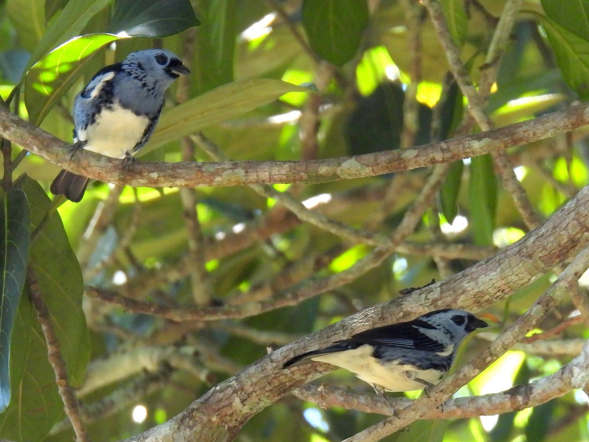 White-bellied Tanager - bob butler