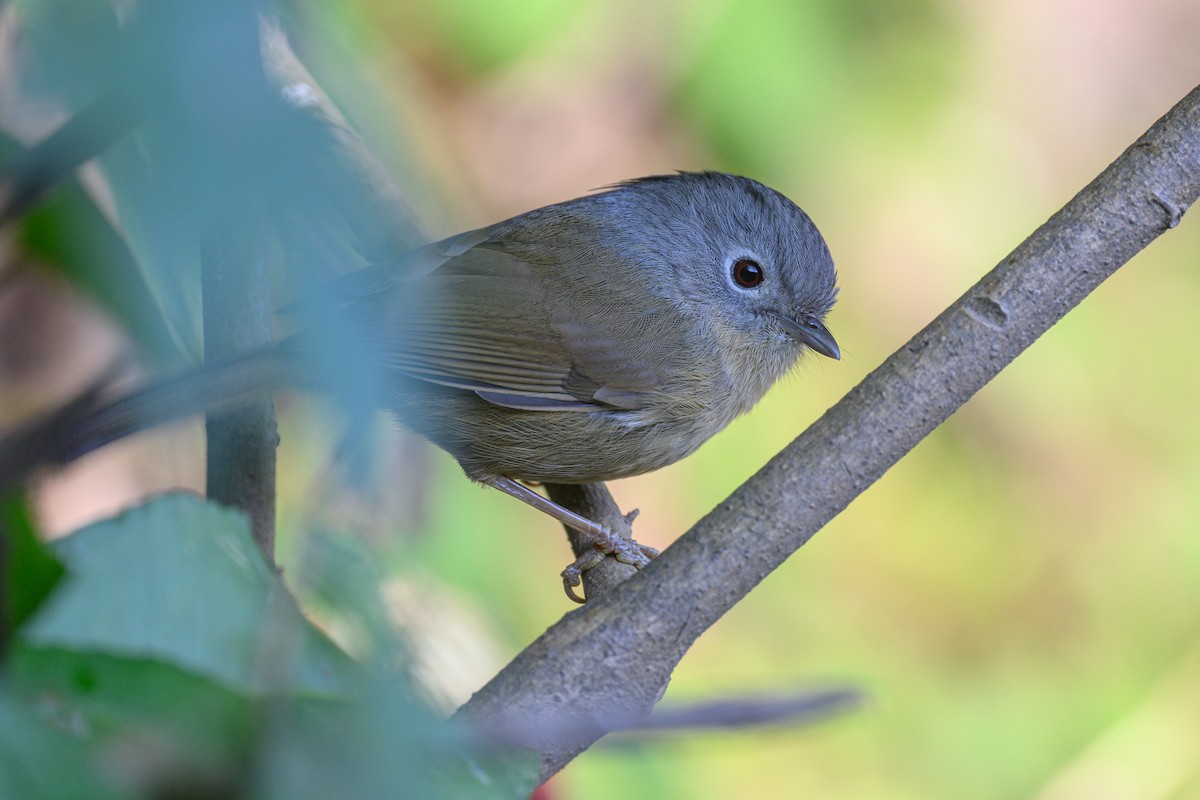 Yunnan Fulvetta - ML614479423