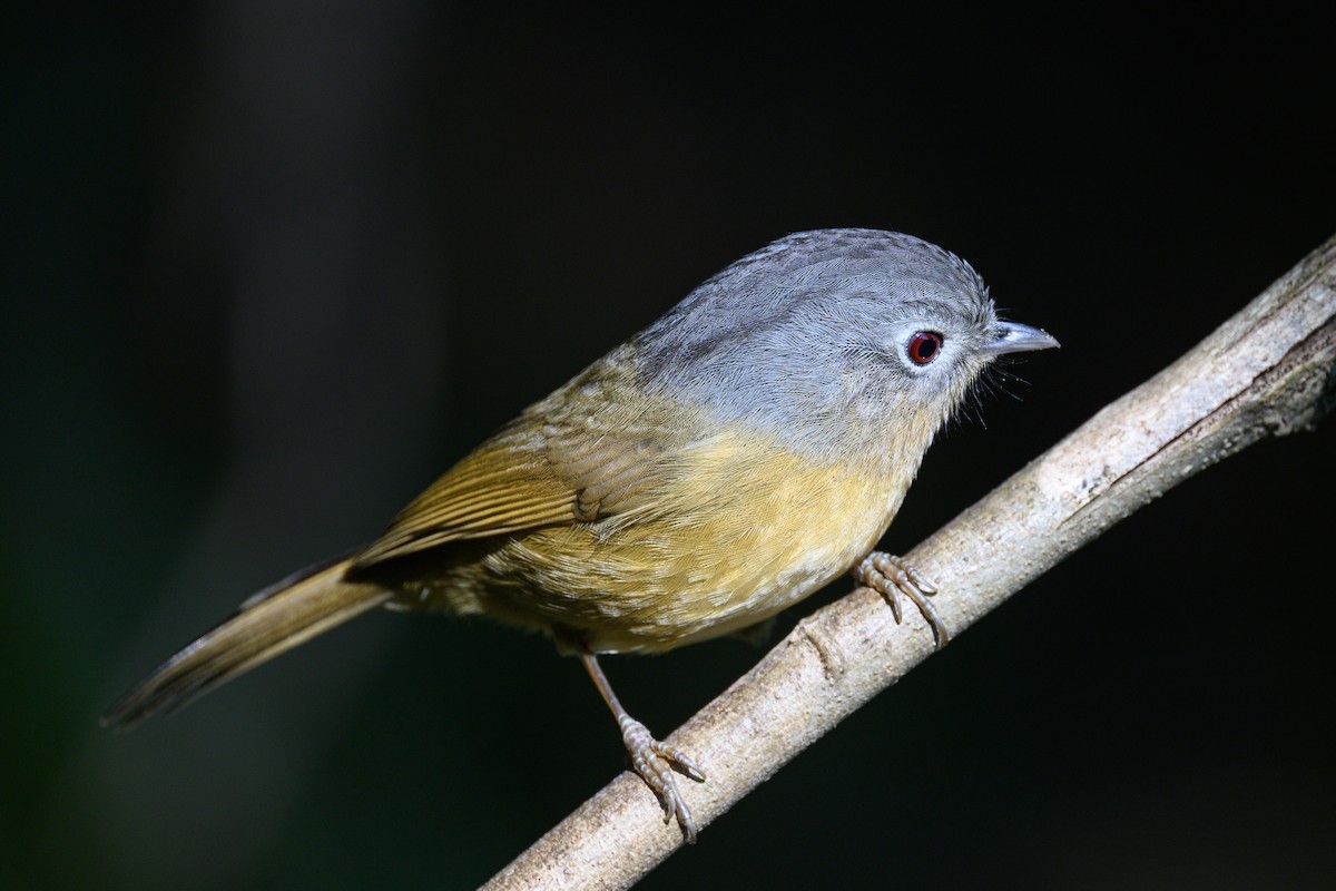 Yunnan Fulvetta - ML614479425