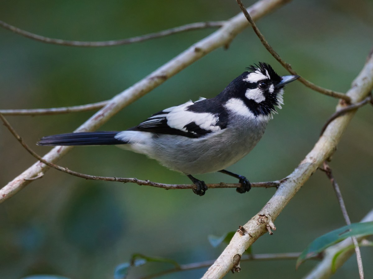 White-eared Monarch - ML614479733