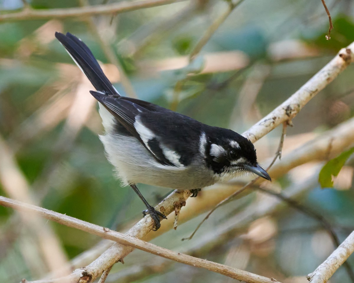 White-eared Monarch - ML614479734