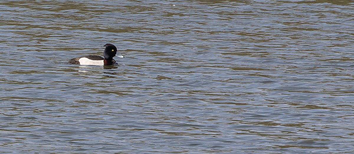 Ундар x Гэзэгт шумбуур (эрлийз) - ML614479769