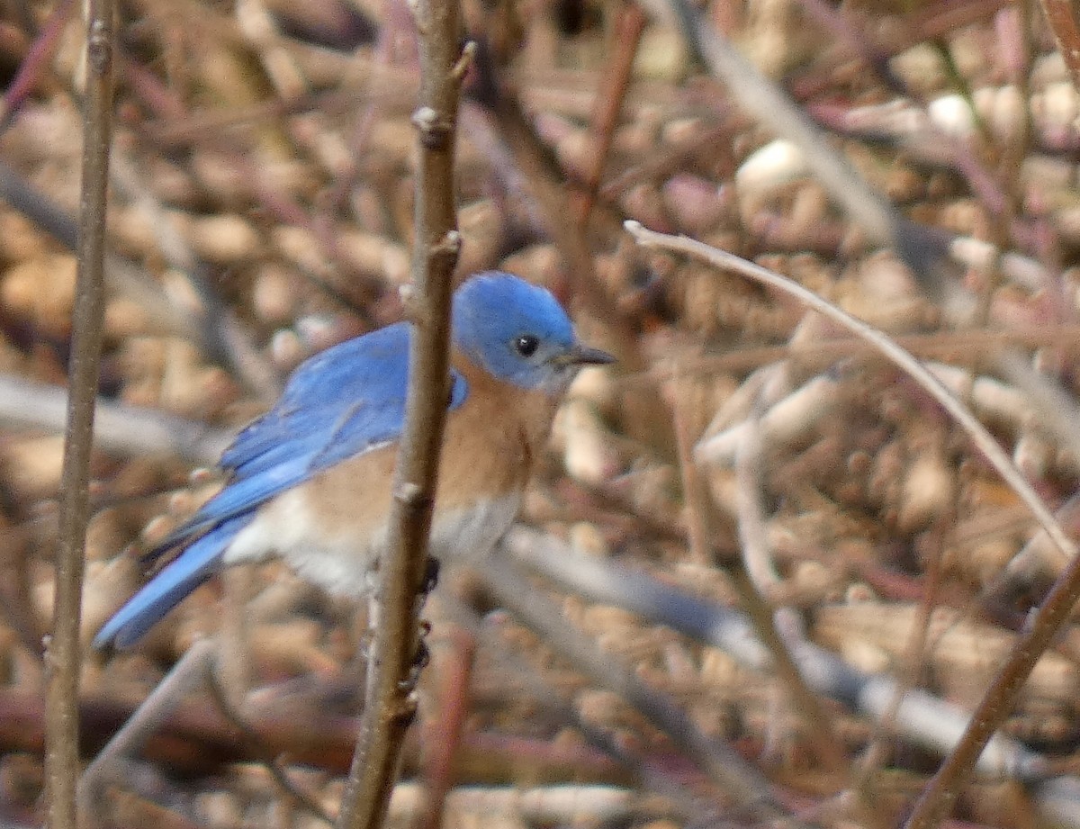 Eastern Bluebird - ML614479802