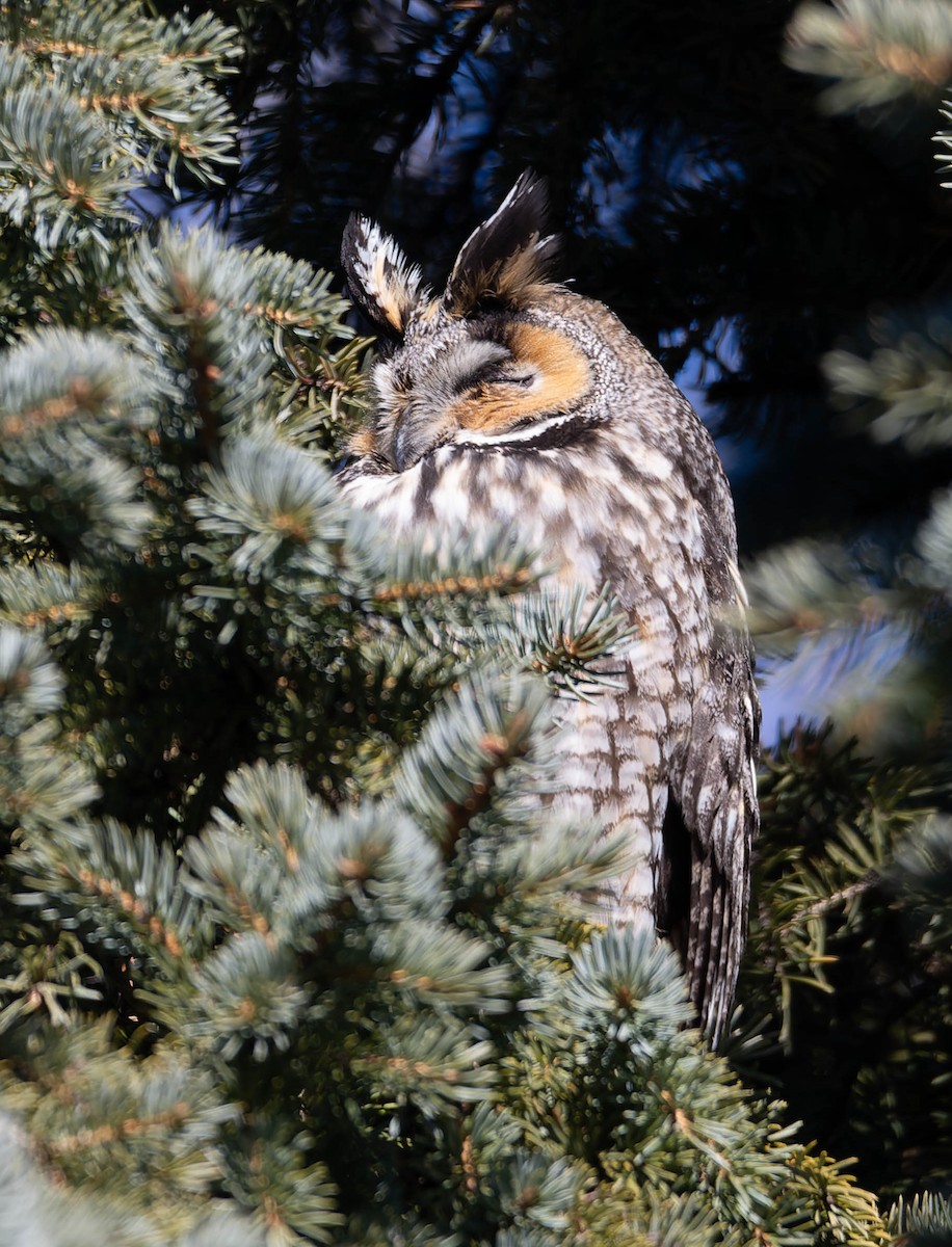 Long-eared Owl - ML614479826