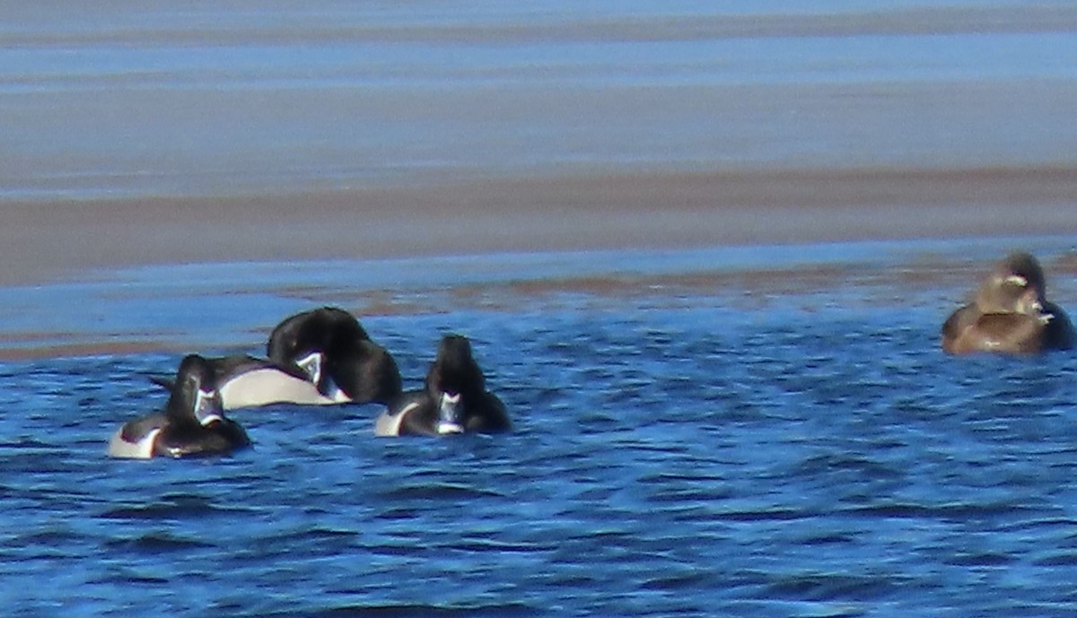 Ring-necked Duck - ML614479830