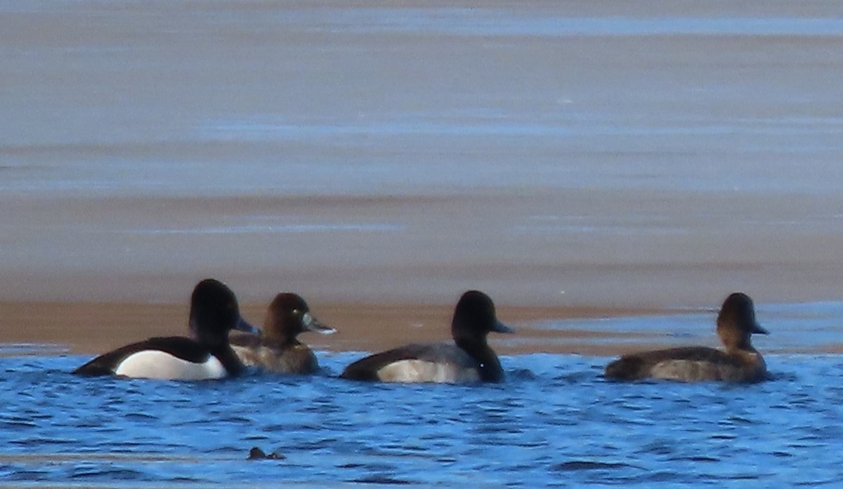 Lesser Scaup - ML614479832