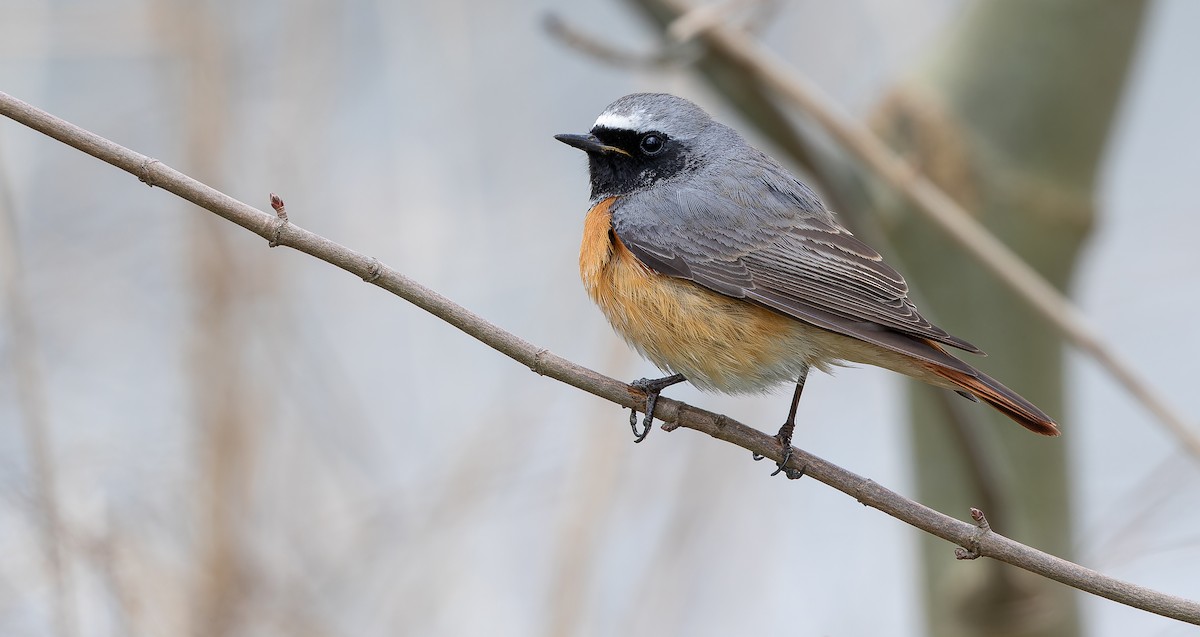 Common Redstart - ML614479849