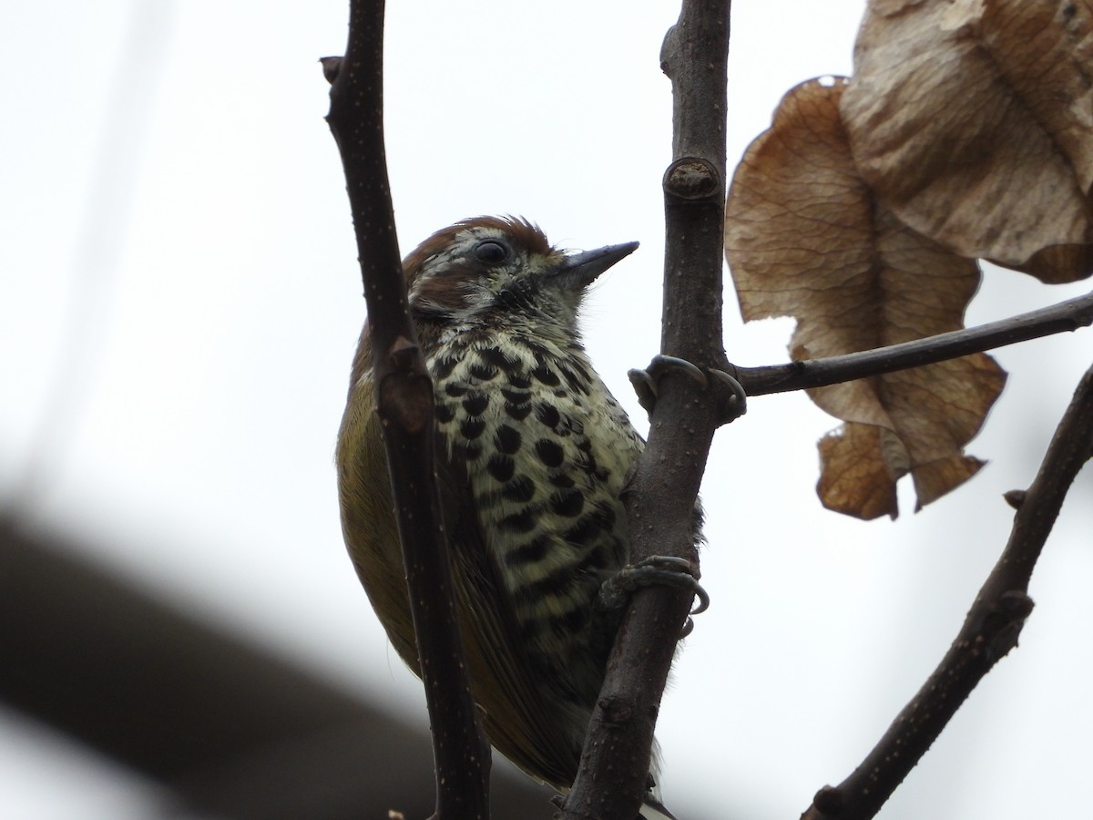 Speckled Piculet - ML614479882