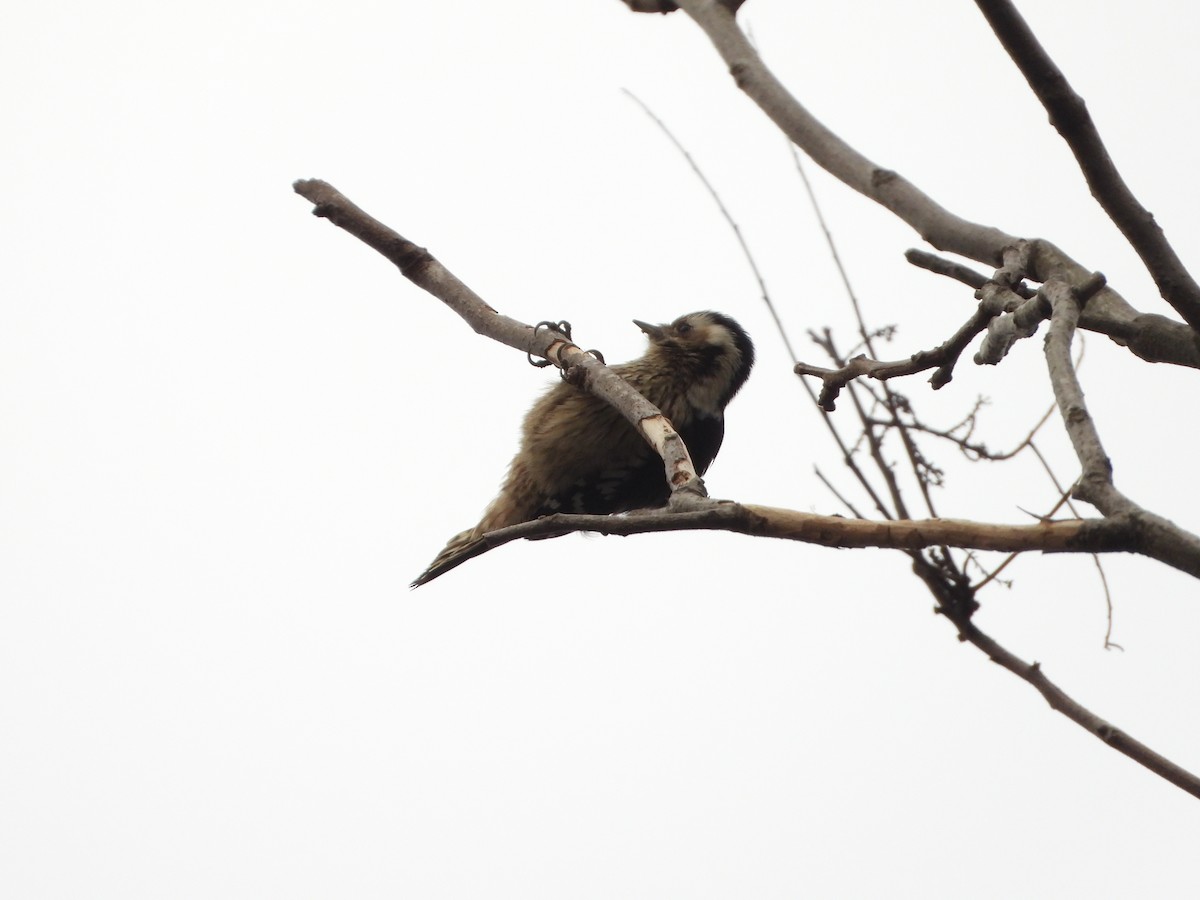 Gray-capped Pygmy Woodpecker - ML614479888