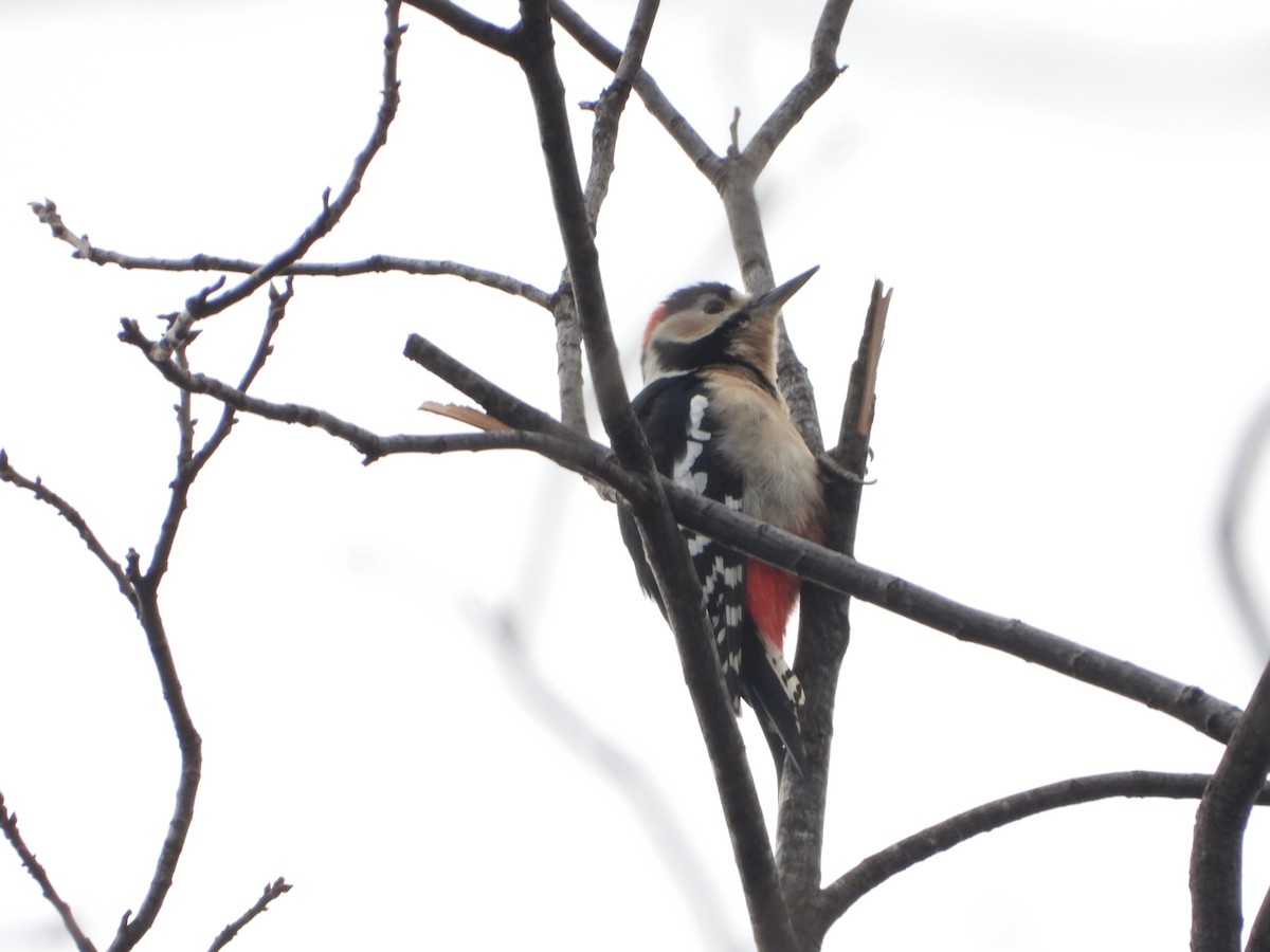 Great Spotted Woodpecker - ML614479893