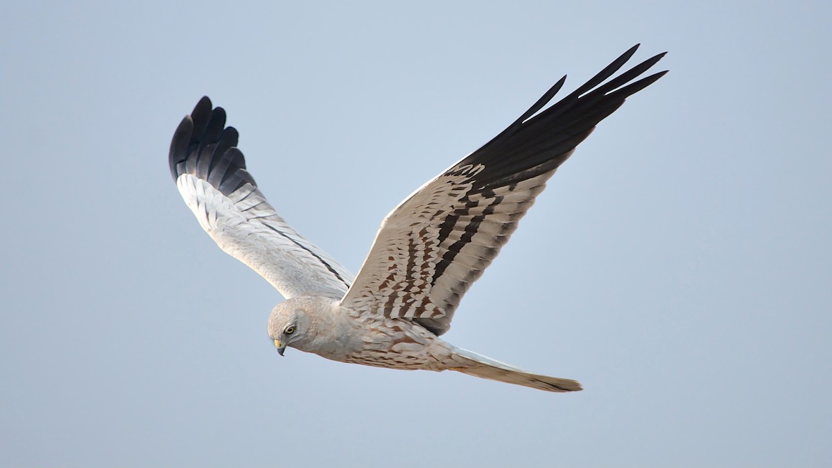 Montagu's Harrier - ML614479977