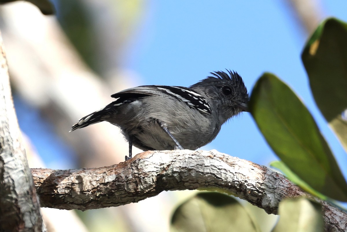 Sooretama Slaty-Antshrike - ML614480055