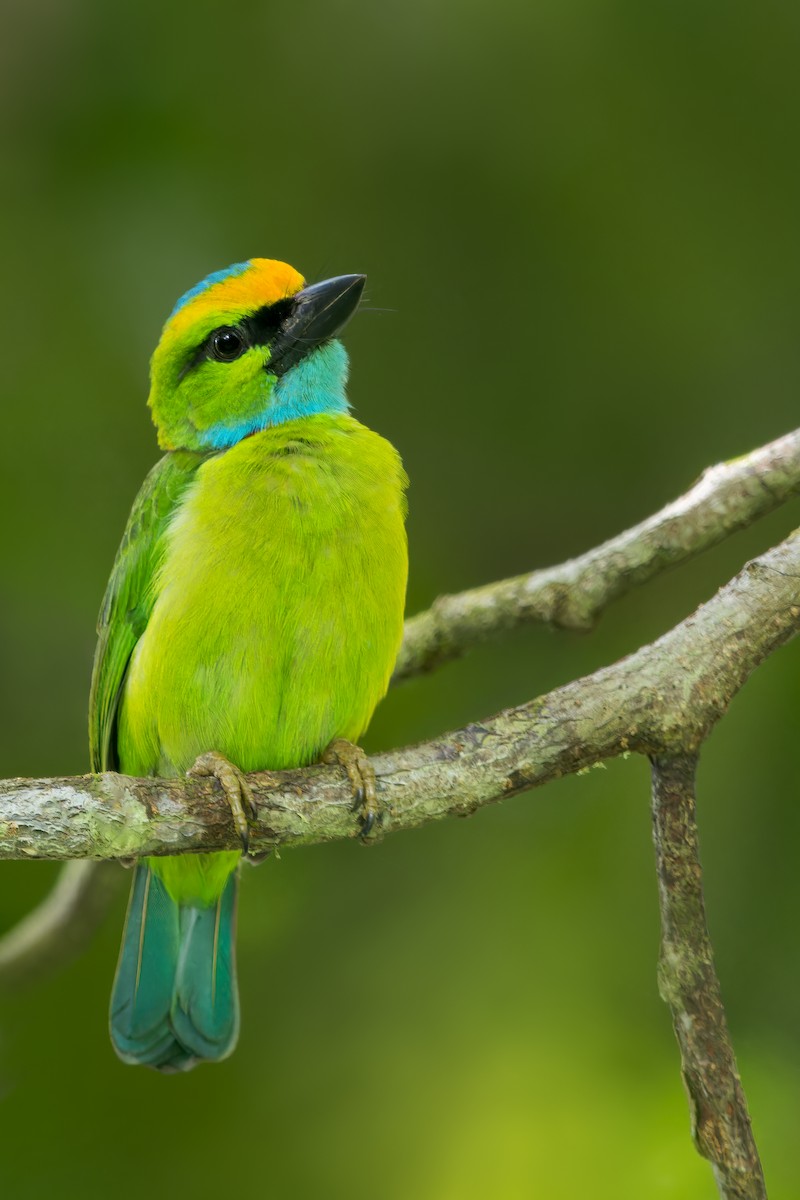 Yellow-crowned Barbet - Dubi Shapiro