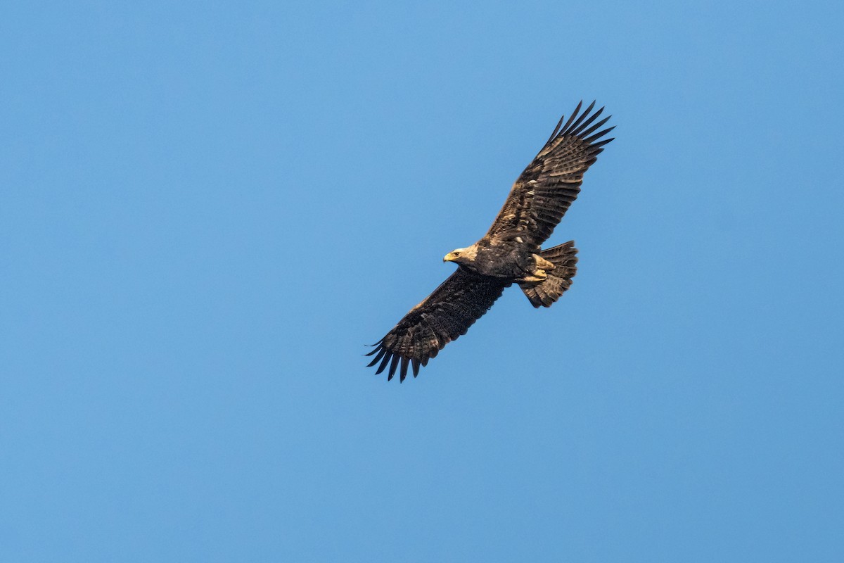 Águila Imperial Oriental - ML614480330