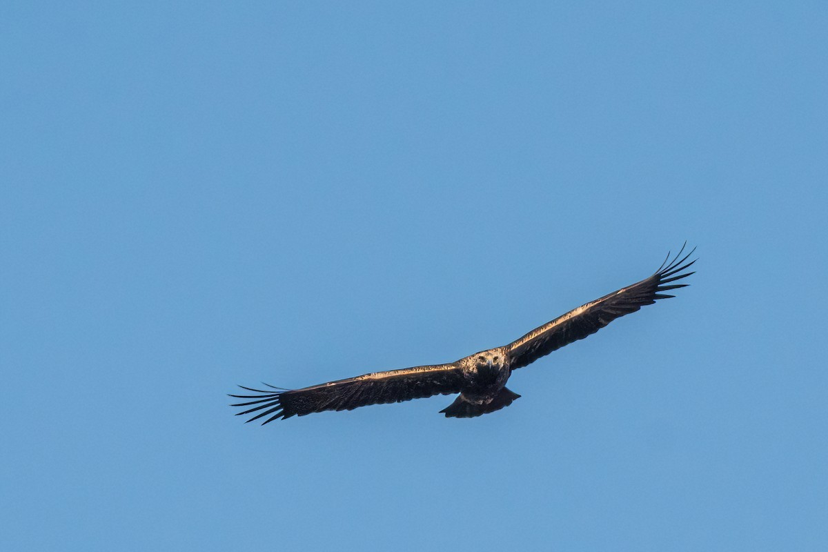 Águila Imperial Oriental - ML614480339