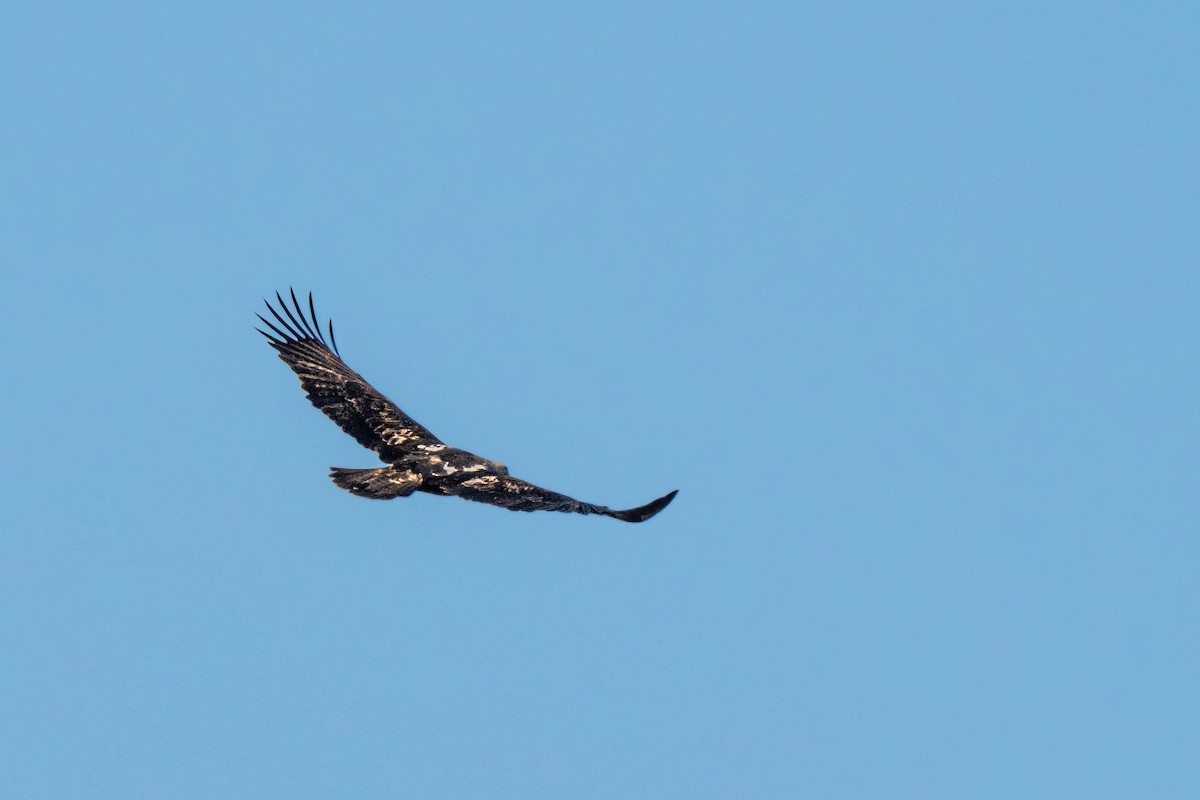 Águila Imperial Oriental - ML614480341