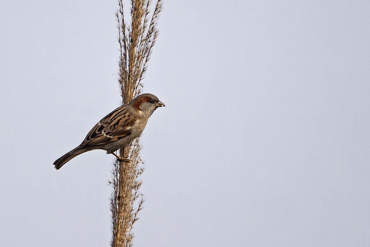 Sind Sparrow - ML614480403