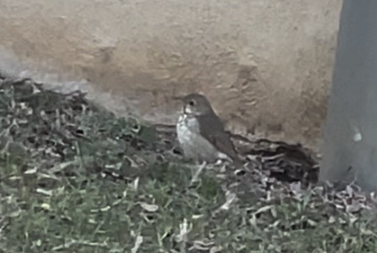 Hermit Thrush - ML614480426