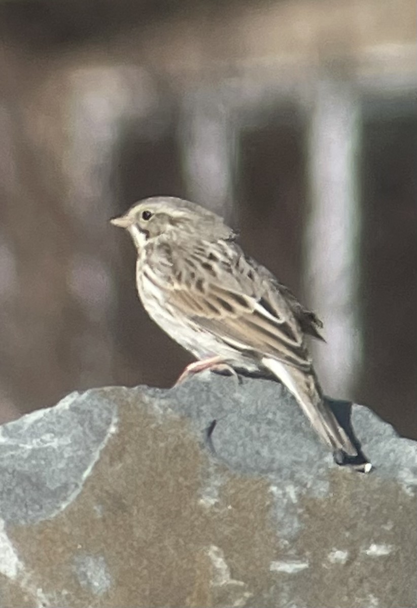 Savannah Sparrow - ML614480429