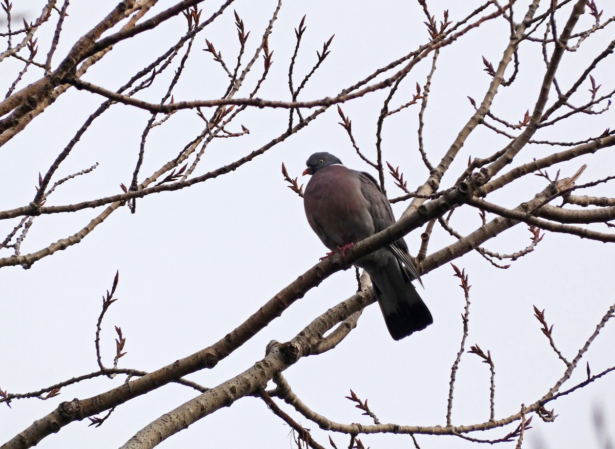 Common Wood-Pigeon - ML614480488