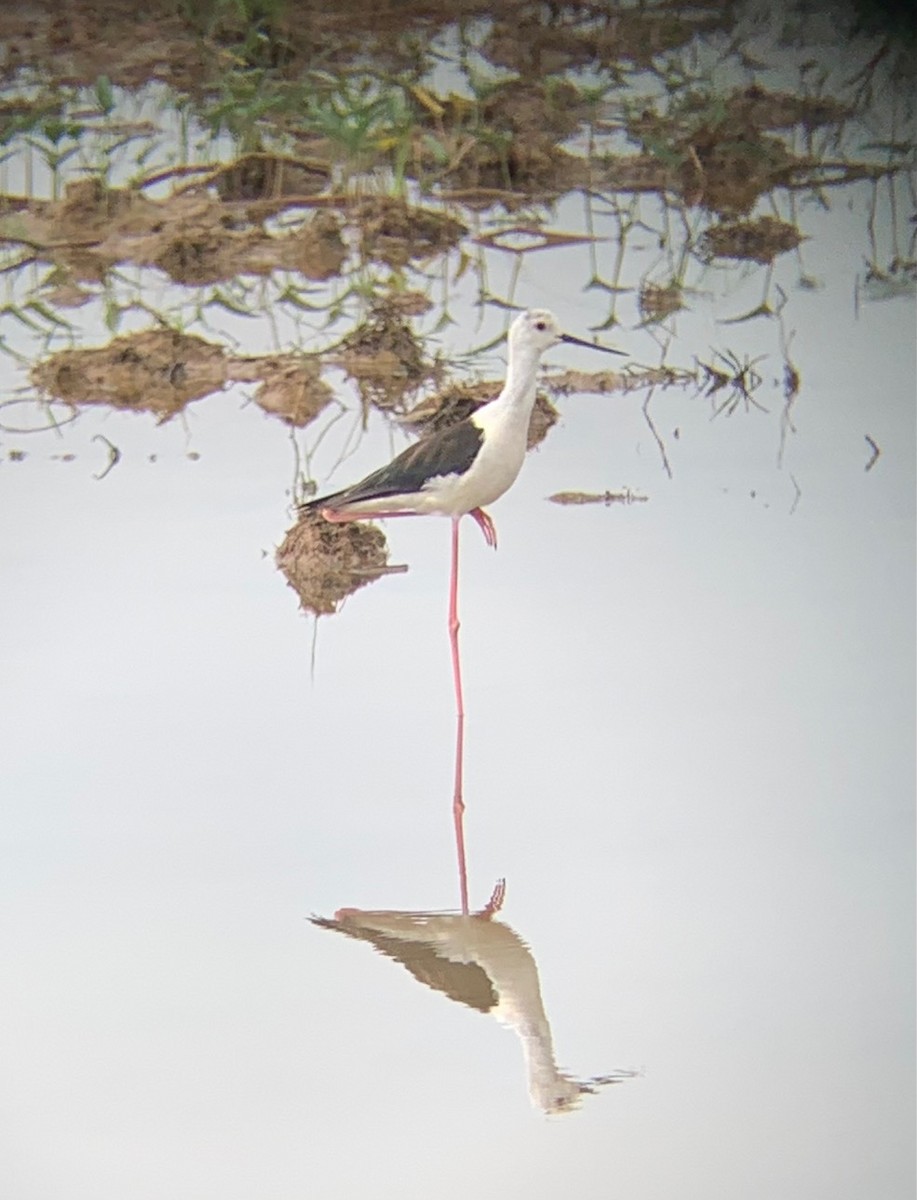 Black-winged Stilt - Steven Sutton