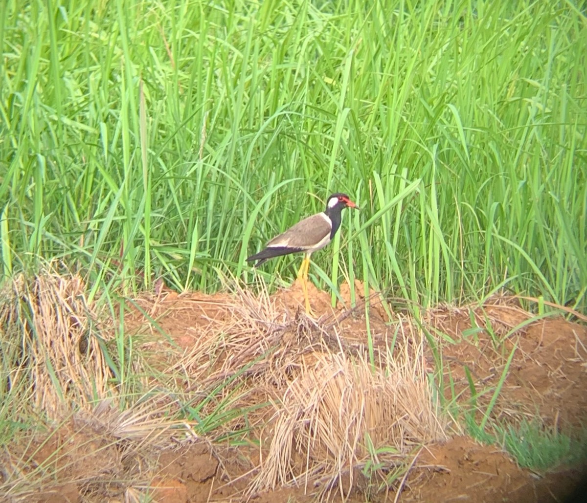 Red-wattled Lapwing - ML614480503