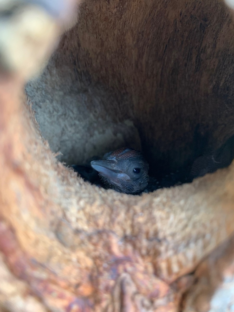 Freckle-breasted Woodpecker - Steven Sutton