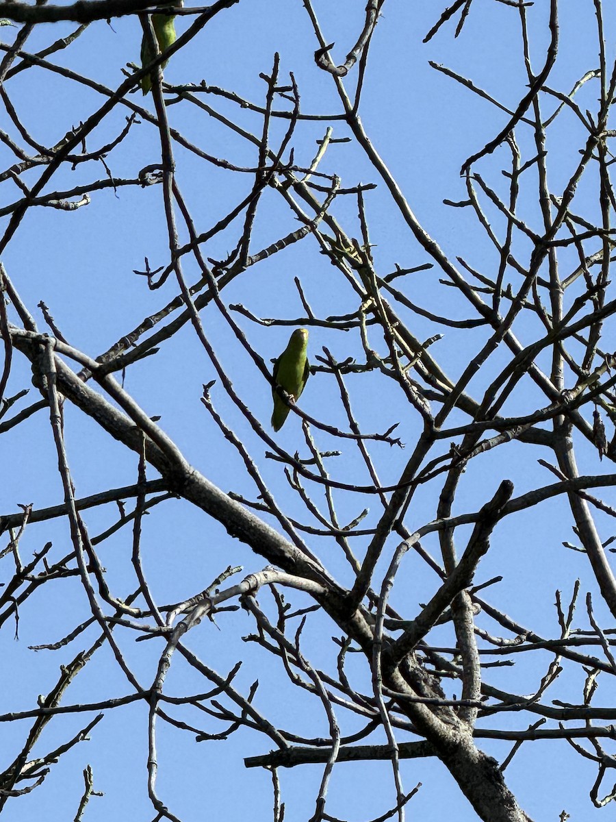Green-rumped Parrotlet - ML614480708